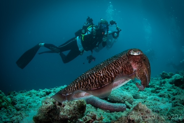 ExplorerVenture's tweet photo. Some #Amazing underwater shots from the Maldives!

⚓Emperor Explorer #MustBeMaldives
📷Marcio Curvelo 

#explorerventures #liveaboard #scubadiving #underwaterphoto https://t.co/l8hh51YjlR
