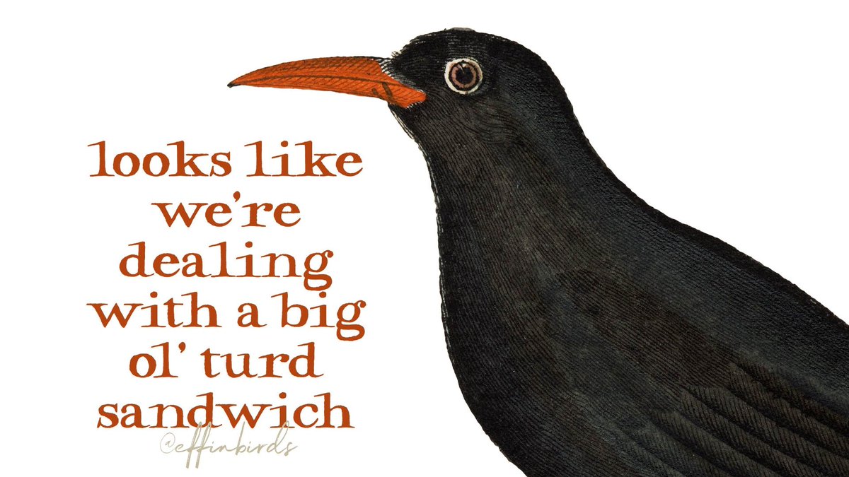 EffinBirds's tweet photo. https://t.co/Jdn1Uzgqcb