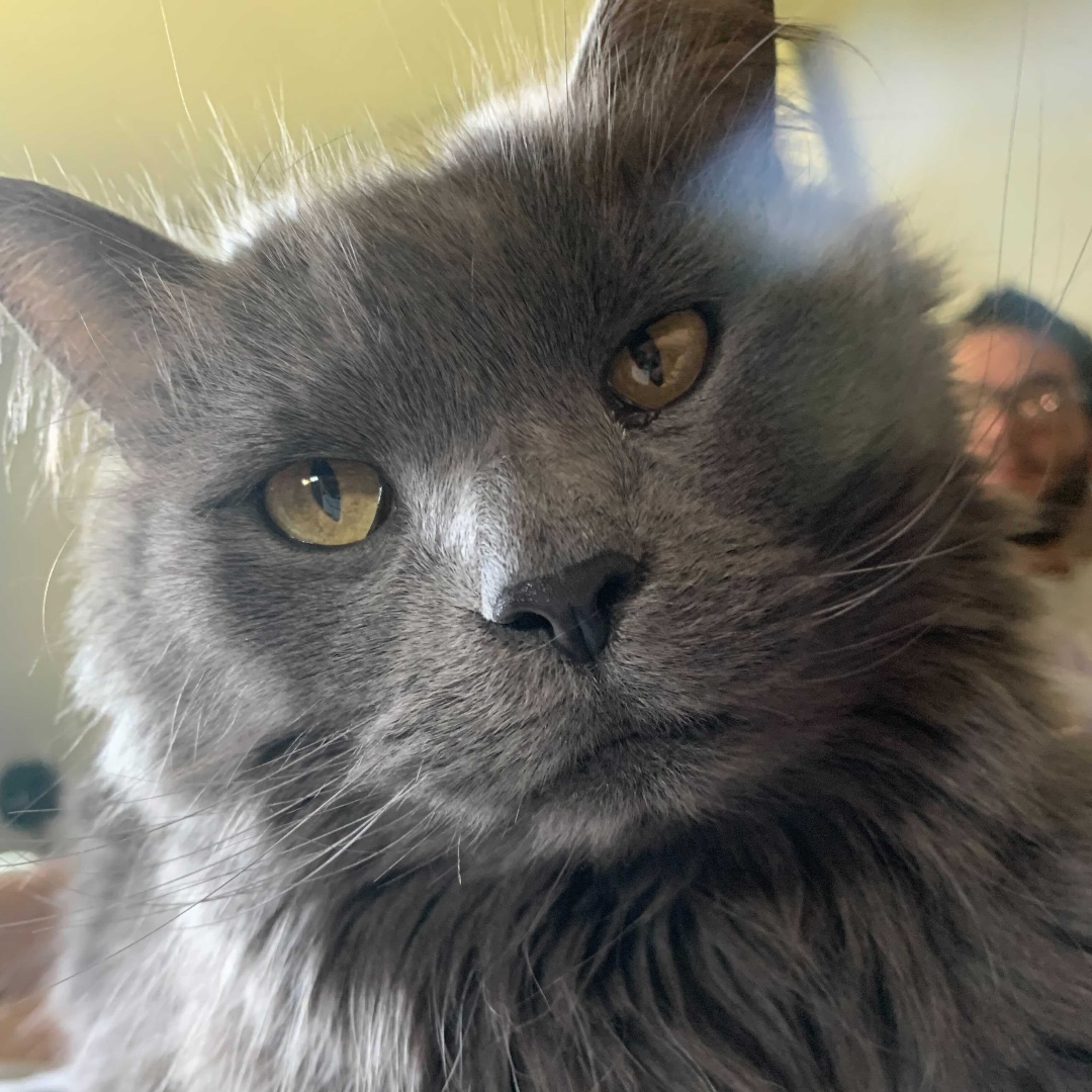 everlightsolar's tweet photo. Mid-week Heart Melt ❄️

Hi, I'm Teddy! My human is Molly, Marketing Team Lead at Everlight 🐶

Hi, I'm Benny! My human is Kylie, a Recruitment Assistant at Everlight 😻

Hi, I'm Tucker! My human is Tim, a Salesforce Administrator at Everlight🐕

#EverlightPets  #KeepingCozy https://t.co/4Y1ECxGy5o