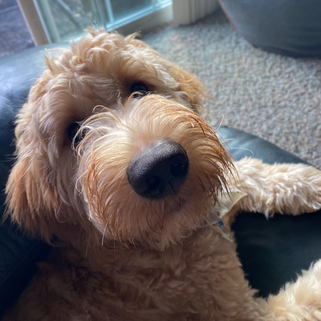 everlightsolar's tweet photo. Mid-week Heart Melt ❄️

Hi, I'm Teddy! My human is Molly, Marketing Team Lead at Everlight 🐶

Hi, I'm Benny! My human is Kylie, a Recruitment Assistant at Everlight 😻

Hi, I'm Tucker! My human is Tim, a Salesforce Administrator at Everlight🐕

#EverlightPets  #KeepingCozy https://t.co/4Y1ECxGy5o