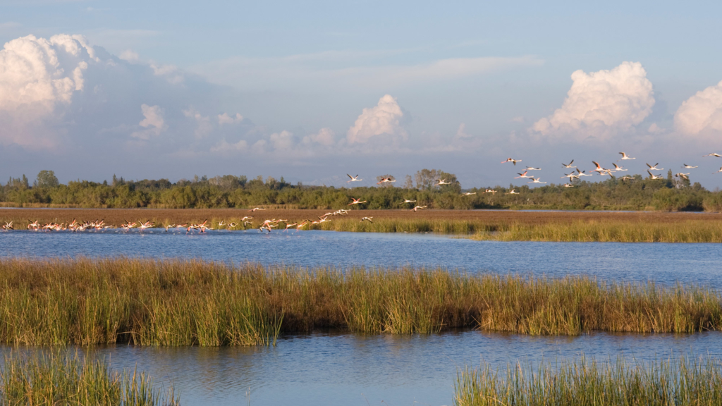 #JournéeMondialeduClimat 🌳  | La <a href="/CE_CEPAC/">Caisse d’Epargne CEPAC</a> engagée depuis +10 ans pour la transition écologique, partenaire de la <a href="/TourduValat/">Tour du valat</a>, a permis la création de parcelles d’agroforesterie sur le domaine du Petit Saint-Jean🦩📸©<a href="/TourduValat/">Tour du valat</a>