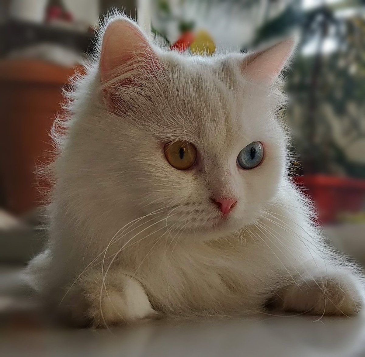 CatCooperation's tweet photo. Hello furriends, I came here a while back following a blue bird and now I am lost. Could you cool hoomans @ #CatsOfTwitter help me make pawsome furriends here? Thanks ~ Poppy https://t.co/8dd1Jqdc0e
