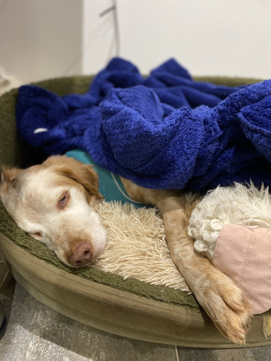 SpanielsSuper's tweet photo. @vee_essex Mum & vet are thrilled with my progress. Poor Ronnie hates the cold! Really hates rain & Really really hates wind & snow. He snuggles by the fire/radiator or his bed & mum gives him a blanket. He would like the weather turned up to mid August #PoorRonnie #ChillyBoy #AdoptDontShop https://t.co/XlAkkQTSPQ