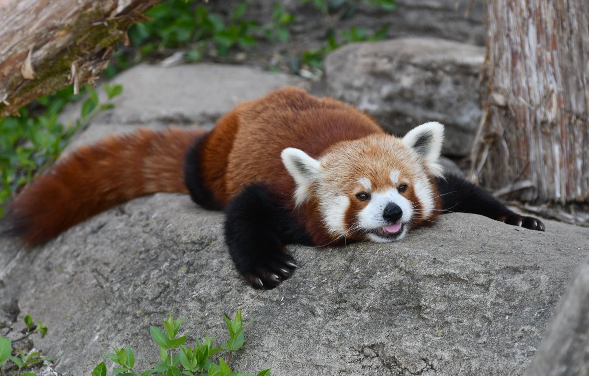 stlzoo's tweet image. Our red panda Pete has a case of the mid-week mood... 😴🥱