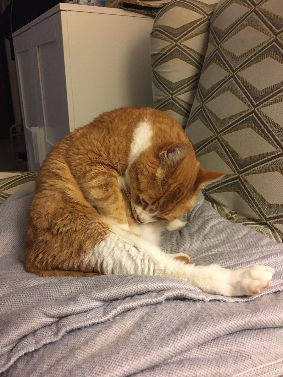 FutureDrDev's tweet image. Fat cat bath 😊