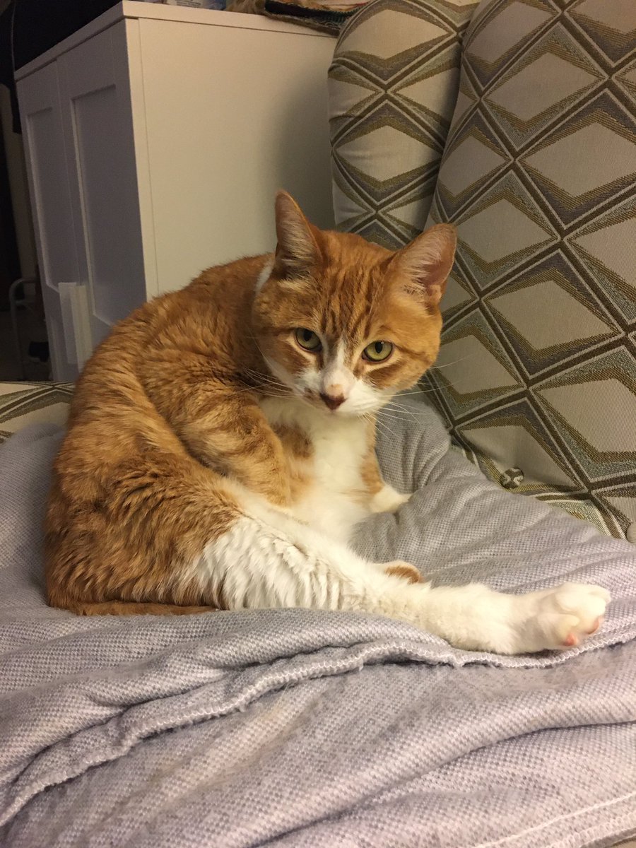 FutureDrDev's tweet image. Fat cat bath 😊