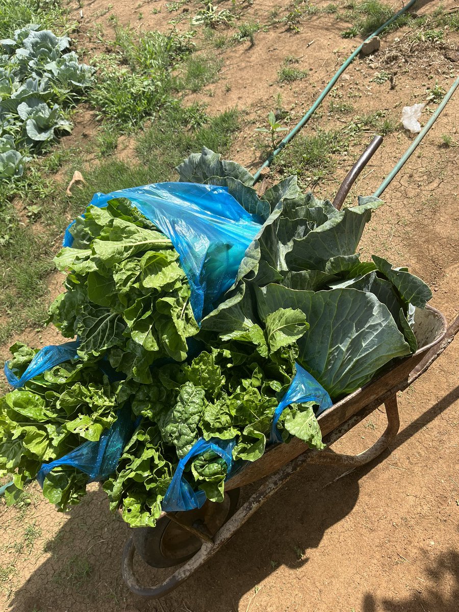 IG: Regoseatery tweet media