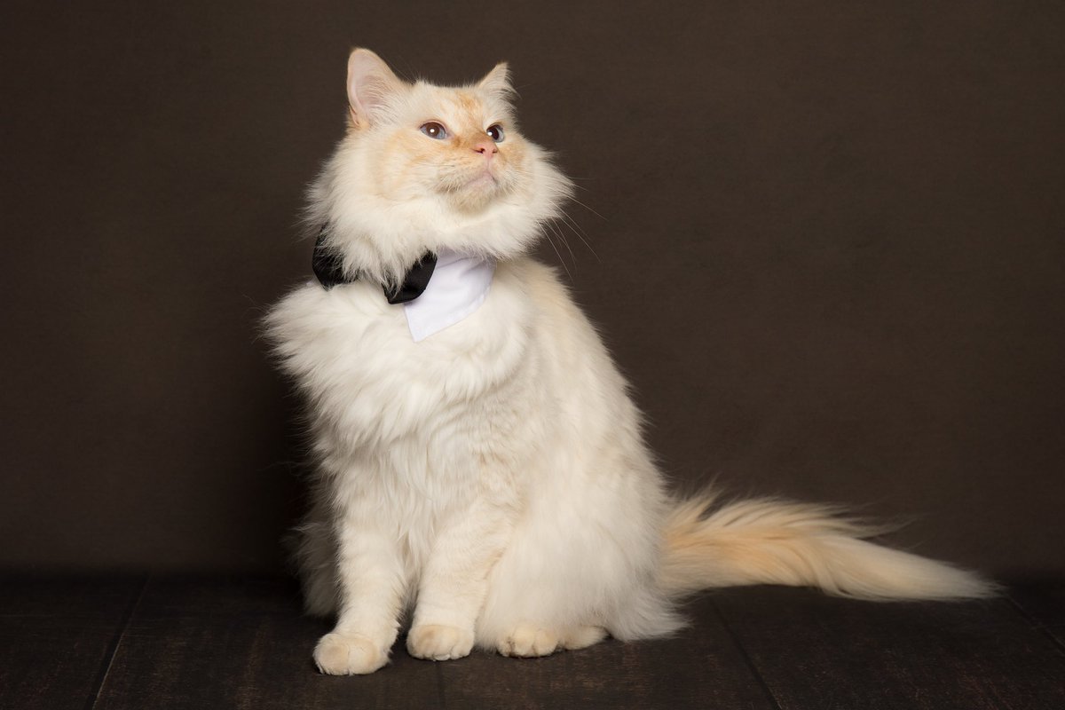 It’s called “daydreaming with class”😏 

#CatsOfTwitter 
#catsofinstagram 
#mymuezza