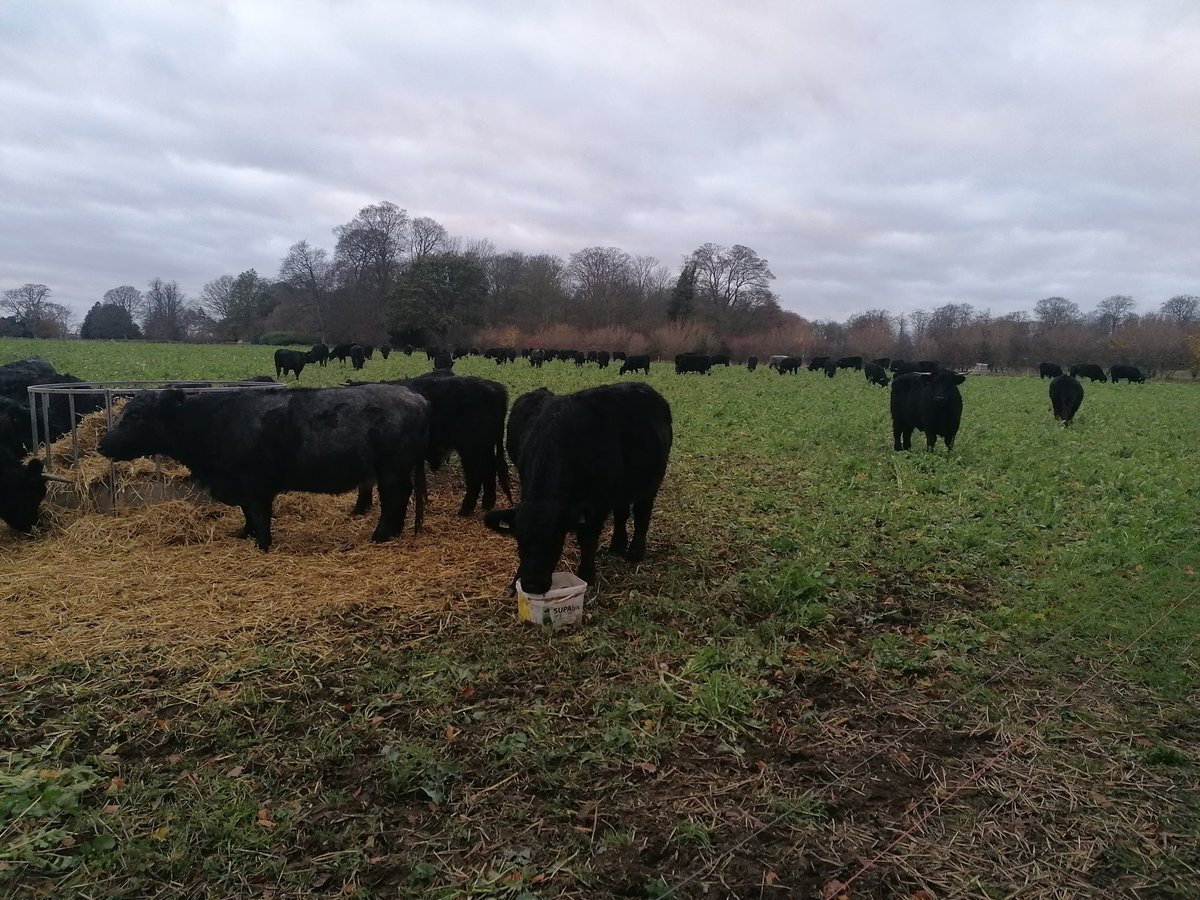 All mooved and happily munching away 👍😍