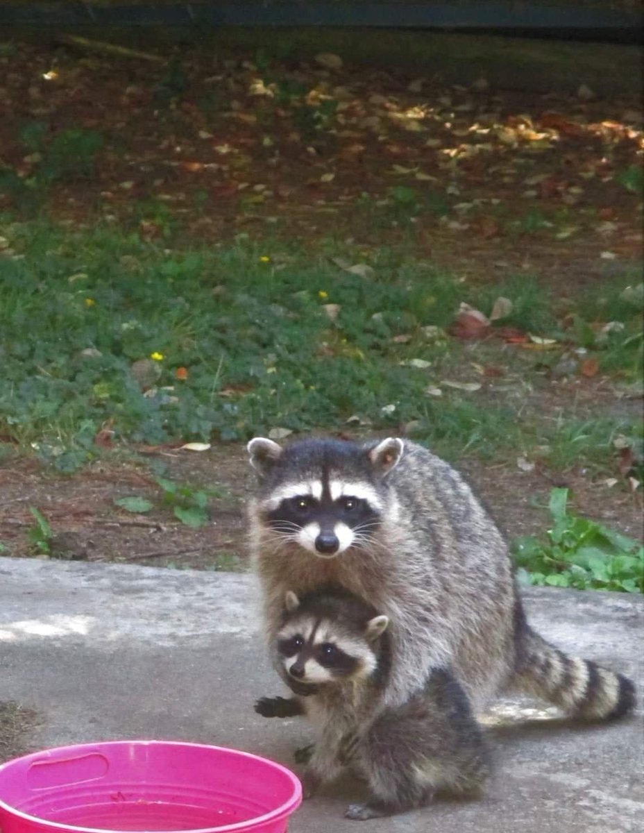 Raccoons Hourly (@raccoonhourly) on Twitter photo 
