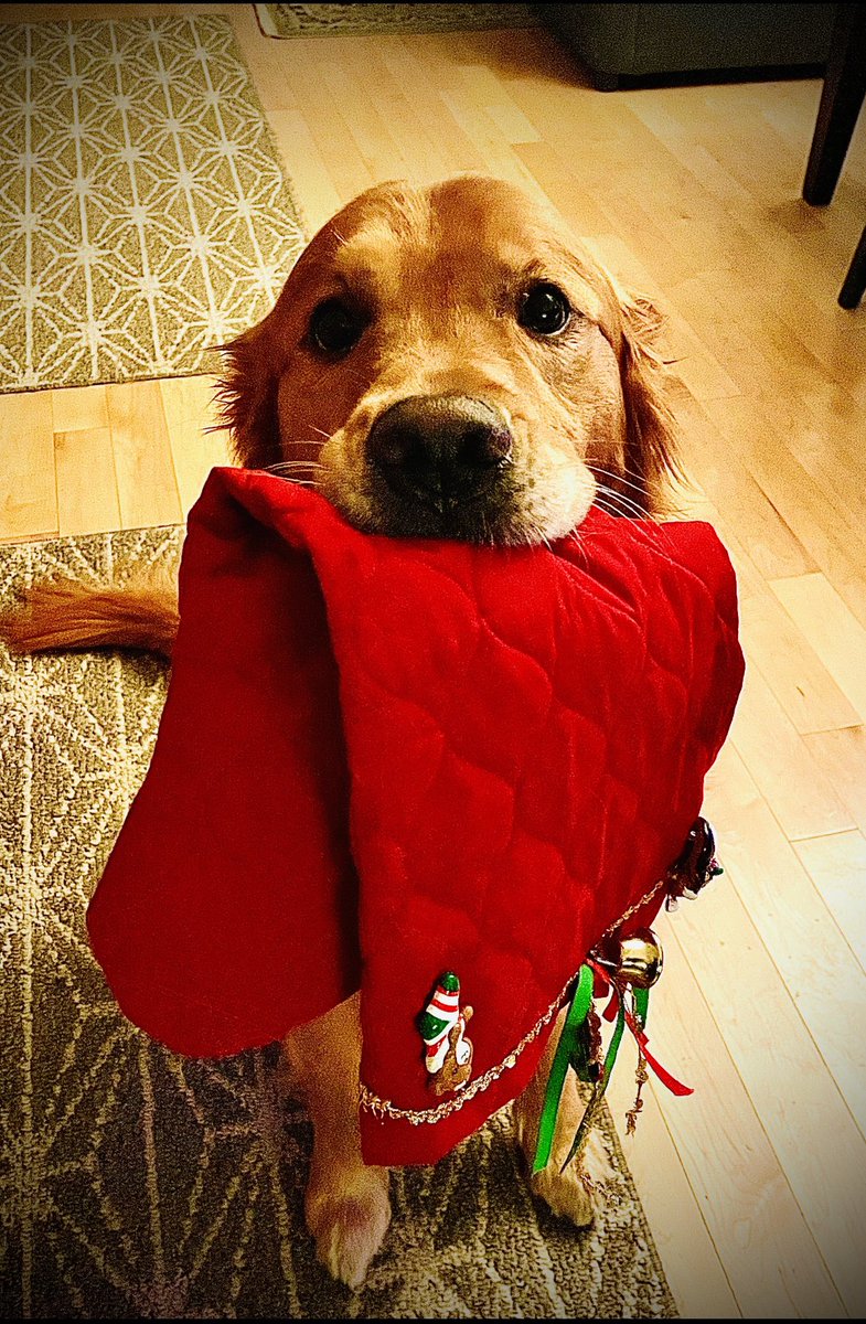 Ryo is getting in to the holiday spirit and ready for his stocking to be filled.