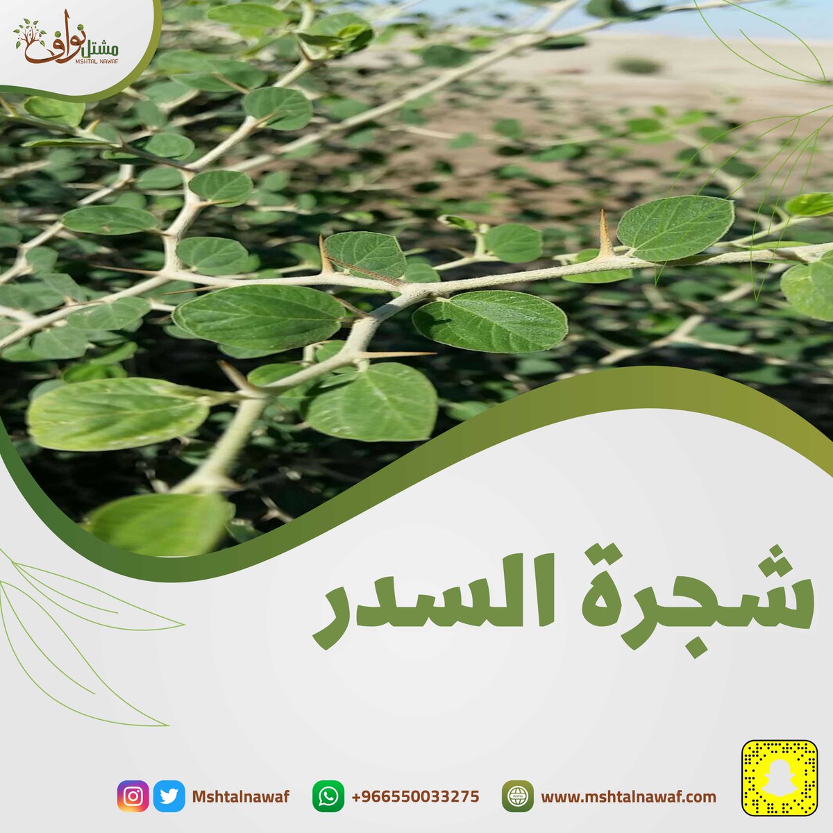 mshtalnawaf's tweet photo. ثرّيد | سلسلة تغريدات عن #شجرة_السدر

هي شجرة موطنها شرق حوض البحر الأبيض المتوسط وجنوب غرب آسيا. 
- للنبات معدل نمو عادي، وتاج كثيف عادة ما يكون متعدد السوق. 
- الأوراق شبه دائمة الخضرة، خضراء متبادلة كاملة الحافة وبيضاوية الشكل. 
- الأفرع مسلحة بأشواك صغيرة. https://t.co/9ZnaKxEvS5