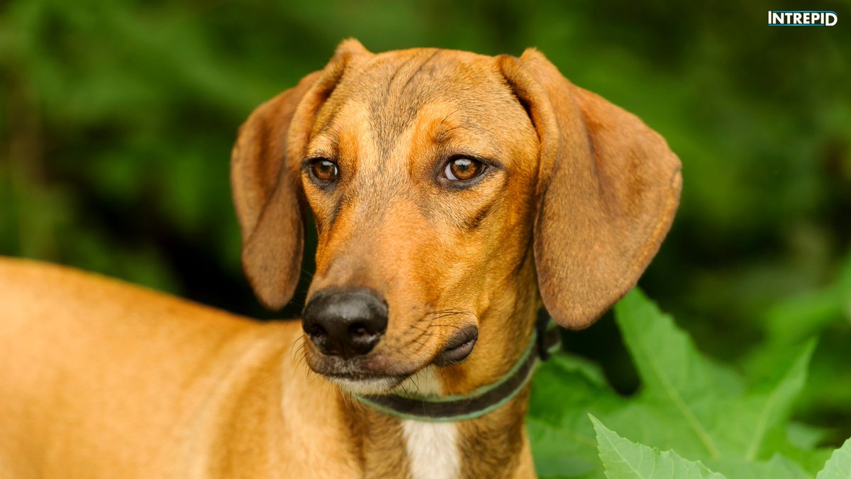 IntrepidPet's tweet photo. Dogs have dichromatic #vision, which means they see violet-blue, yellow, and shades of grey. This is similar to humans with red-green color blindness. #Dogs are typically nearsighted with a wider field of view than humans giving them better motion detection.
#intrepidpet https://t.co/nzscIMzank