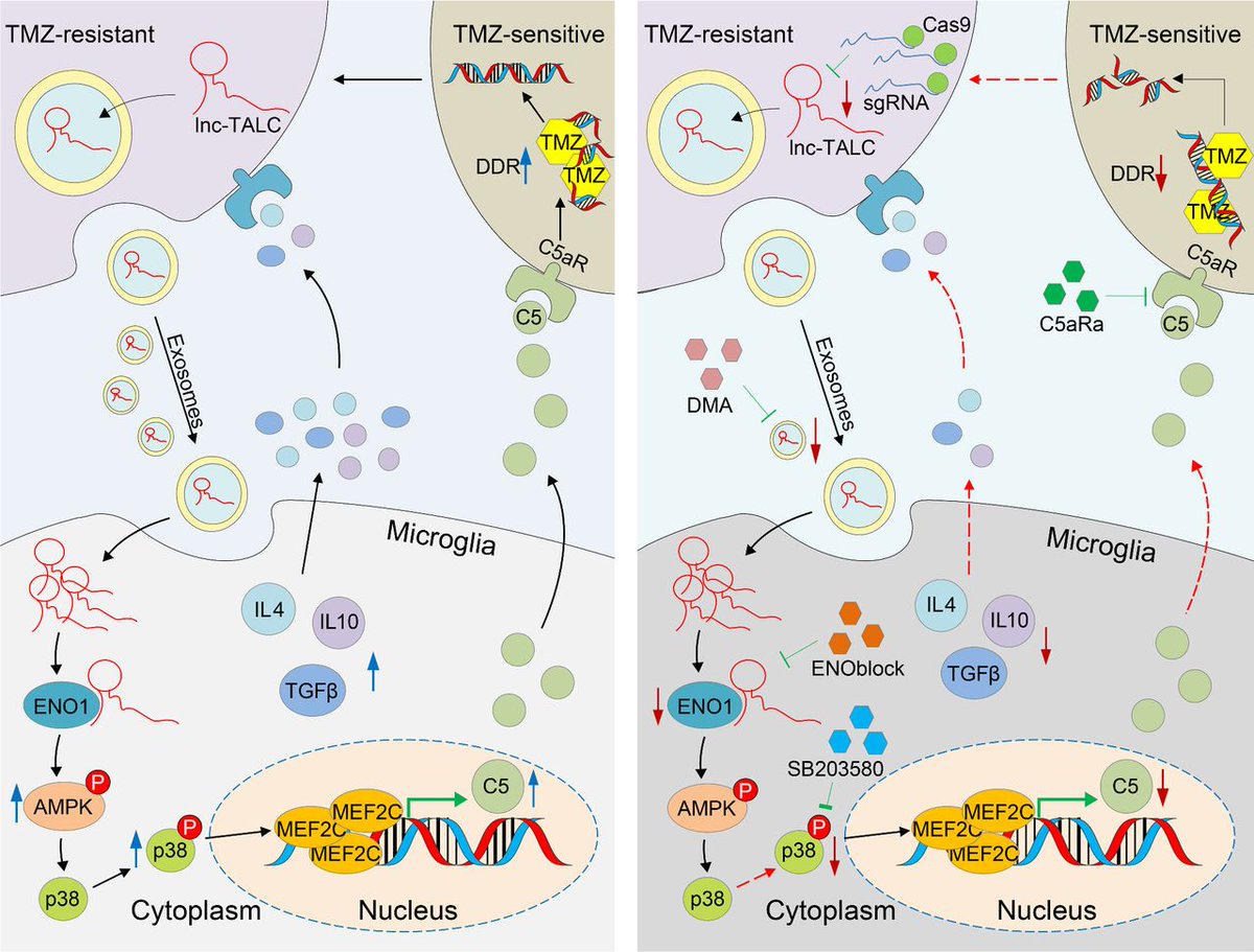 CIR_AACR's tweet photo. Learn how #GBM cells transfer the #lncRNA, lnc-TALC, to #microglia via #exosomes and how this affects response to #chemotherapy. https://t.co/0BVLr1qOg7
#CIRSpotlight #temozolomide https://t.co/FX6LWyCxFg