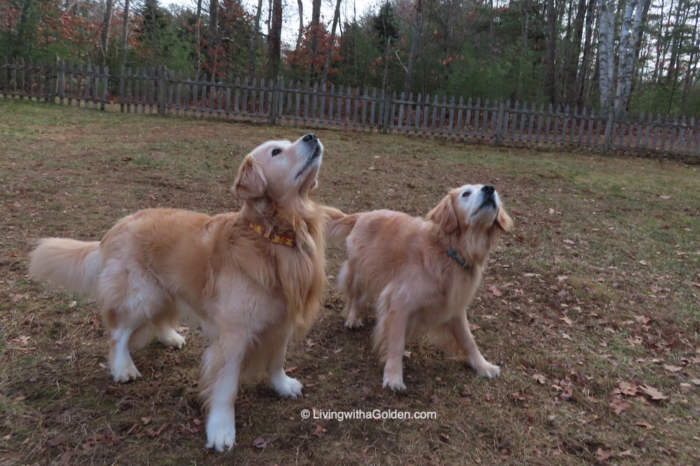 Asa: See any snow yet?
Chuck Billy: Nope. You?
Asa: Nope. Snow Watch 2021 continues...
#MyDayInMaine #Snow #WednesdayMotivation