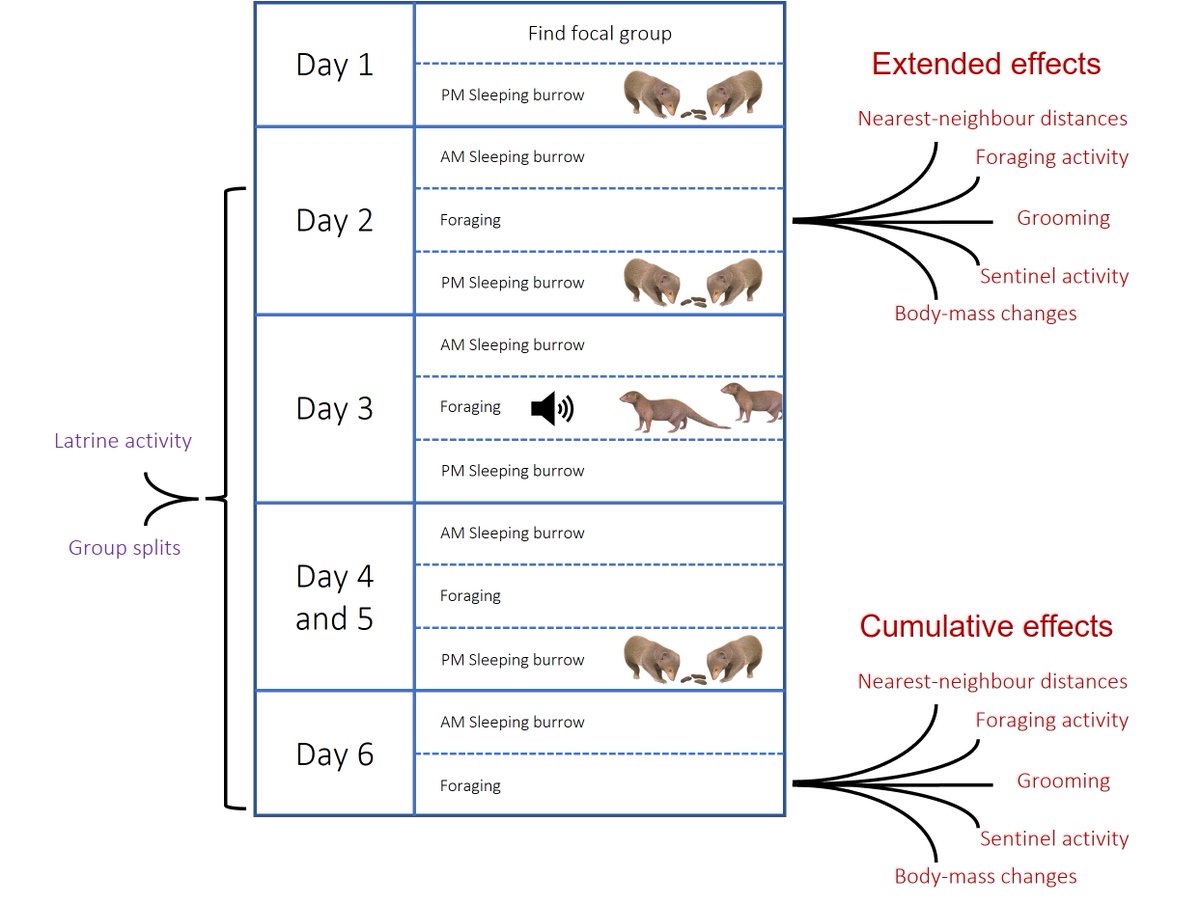 Dwarf_Mongoose's tweet photo. We are so grateful to @AvelingArtworks for enlivening our new #paper figures with his beautiful wildlife artwork. Schematic uplift! 👍
https://t.co/BBypy84Fta
@AmyMorrisDrake @JenFLinden @Julie_M_Kern 
#OpenAccess #ArtandScience #IntergroupConflict
@BristolBioSci @ERC_Research https://t.co/WeoEsOwgnl