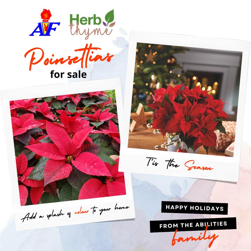 AbilitiesFound's tweet photo. Get your beautiful, fresh grown poinsettias today from Abilities Foundation. Visit us at 191 Constant Spring Road to browse and purchase these lovely, festive plants as the perfect addition to your home's seasonal decor. Perfect for indoor and outdoor settings. https://t.co/ibEUqCU5SY