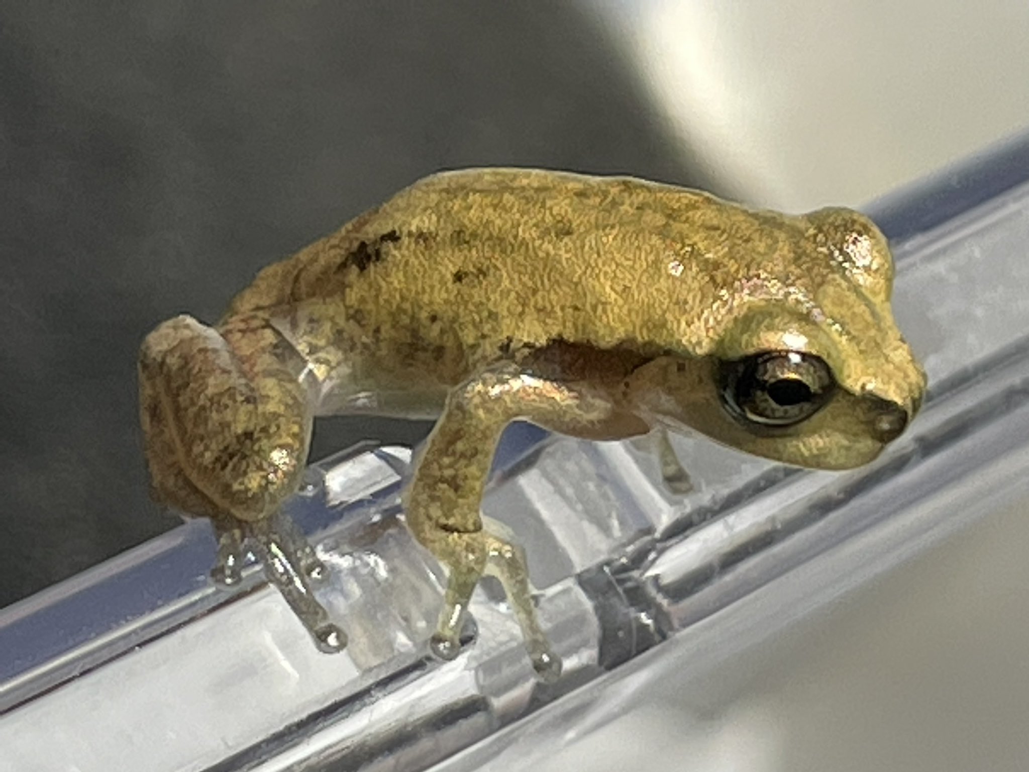 Bears Frog マスクドツリーフロッグ T Co P72y38o6pg Twitter
