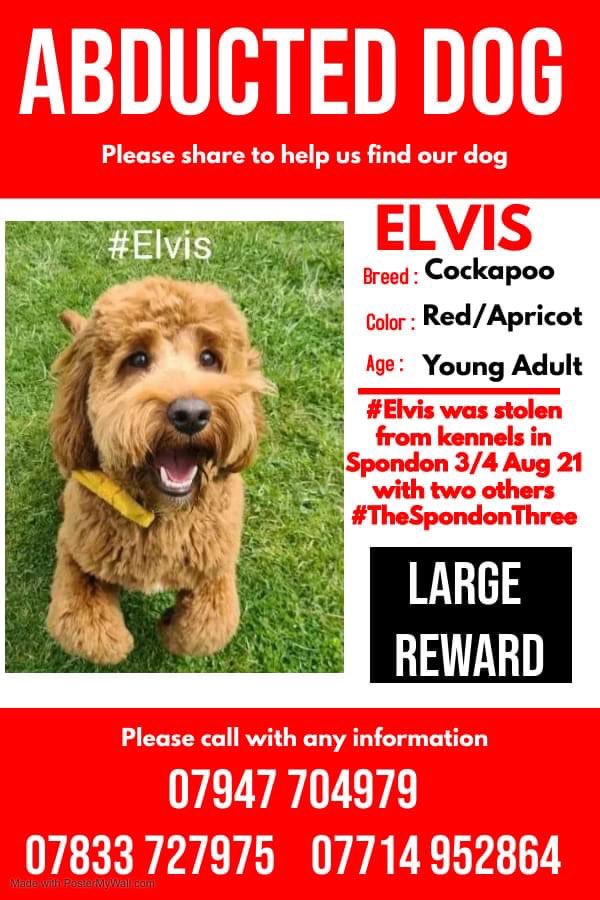 #SpanielHour 🎄I am #Elvis Have u seen me?Have u bought me?I already have a family My little human needs me…I am his support dog, he is only 6yrs old💔 I have a small white patch on chest/a few white hairs on my chin. Pls let me go home for Xmas #thespondonthree