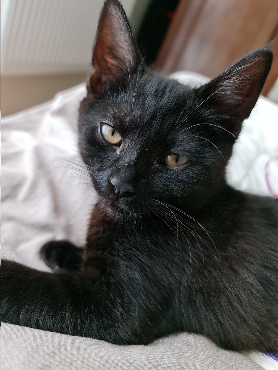 BIncept's tweet photo. @NHVNaturalPet #blackcats are the best ❤❤❤ https://t.co/0YzmNjTAp0