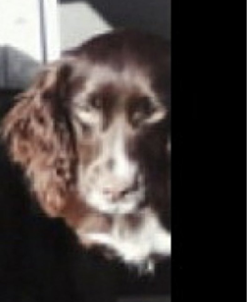 rosieDoc2's tweet photo. #SpanielHour
STOLEN BETTY 23/2/21
with her best friend Pickle
WEST #Berkshire #RG20
Young adult/ brown (looks like some white too 🤔)
CHIPPED / SPAYED
#Cockerspaniel
https://t.co/u9NRnlgAPb
@pettheftaware @PcsharonPage @The_Animal_Team @AlanDaffern @bs2510 @HunnyJax https://t.co/aZ3NQsNHYs