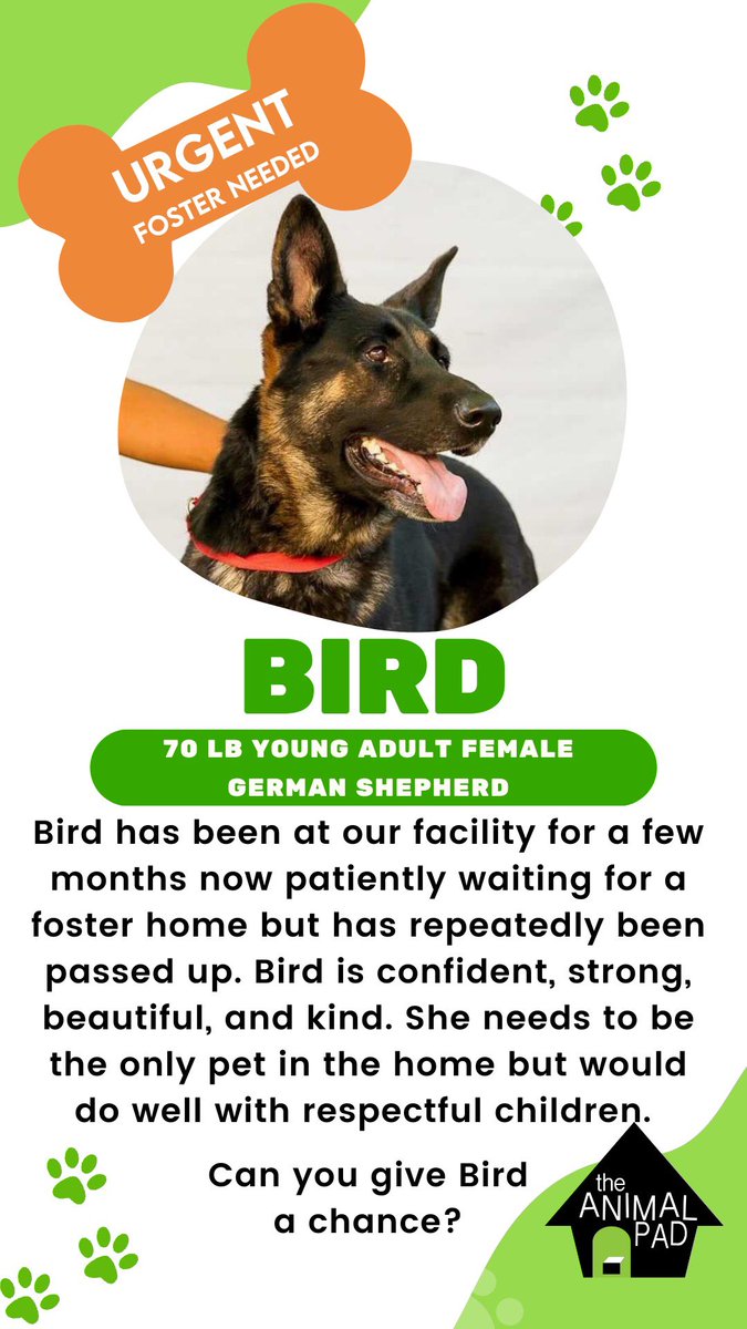TAPACTivists's tweet photo. SD DOG LOVERS NEEDED! 📣🐶

Get in the generous spirit of the holidays by giving these little angels a comfortable rest stop on their journey to a furever home!
I promise you’ll get more back from them than you could ever give 💚

You can message us here or @TheAnimalPad to help https://t.co/KwGbBpKvnR