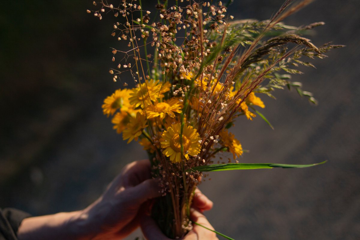 __picca's tweet photo. GM!
A wild bouquet for you 💞 https://t.co/tu9Aa4LFJO
