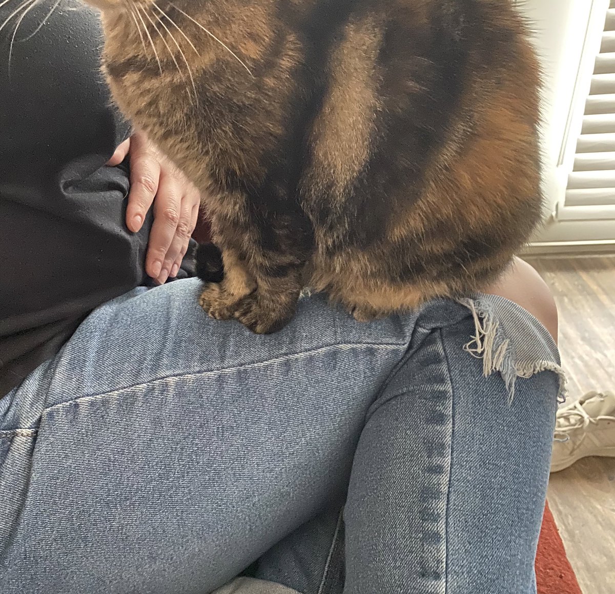 katelynncorrell's tweet photo. @WholesomeMeme this is bella she loves cheese &amp; ice cream https://t.co/VzF40hBkhQ