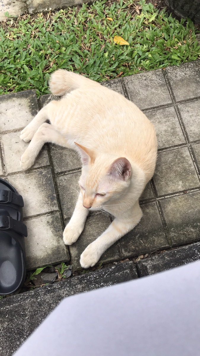 Jupiter53562549's tweet photo. #หาบ้านให้แมว
**ลายสลิดเพศเมีย น้องไทเกอร์
**ลายแตงไทยเพศผู้ น้องไข่แดง

แม่น้องโดนงูเหลือมกลืนไปค่ะ เป็นแมวที่บริษัท
อายุน่าจะ~4เดือน กินอาหารแล้ว ฉี่กะบะเป็น https://t.co/fncmdiaYKg