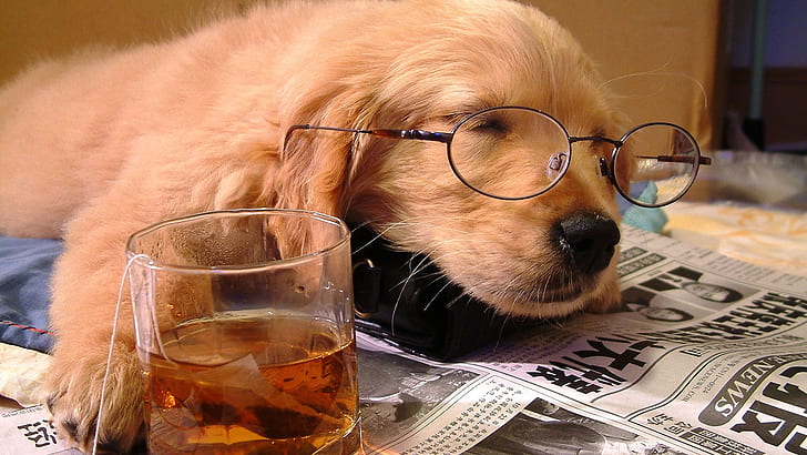 drinksaltea's tweet photo. morning news #saltea #salteadogs https://t.co/rIKKsR2Nup