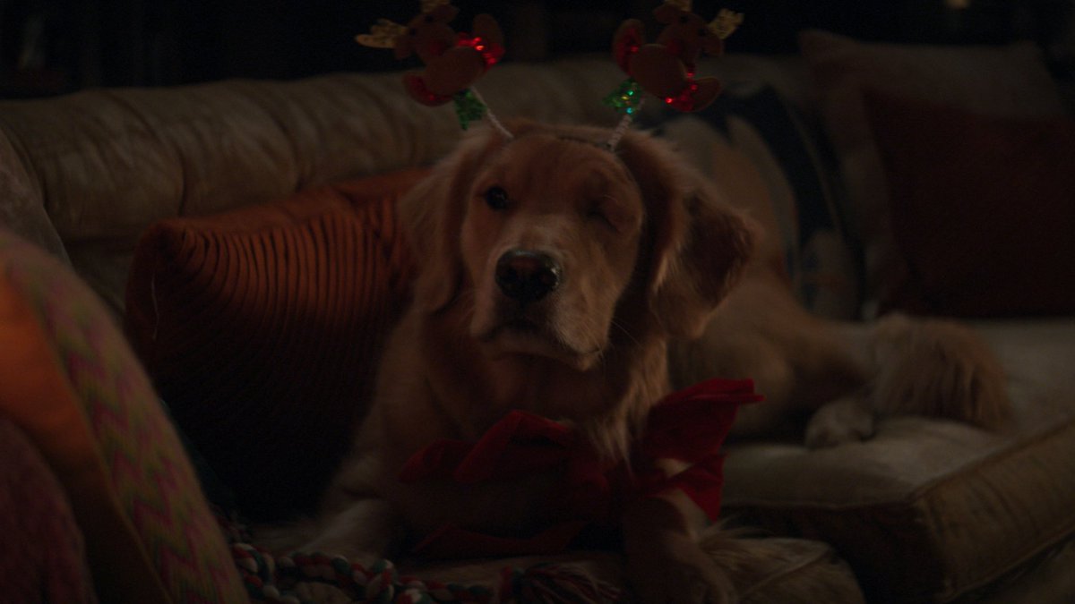 dog_rates's tweet photo. This is Pizza Dog. He’s the very good boy in Marvel Studios’ Hawkeye. Thinks his nickname is fitting but would have also accepted “Pupperoni.” 14/10 would share a slice with #PizzaDog #Hawkeye #ad https://t.co/sI0zLUYwuz