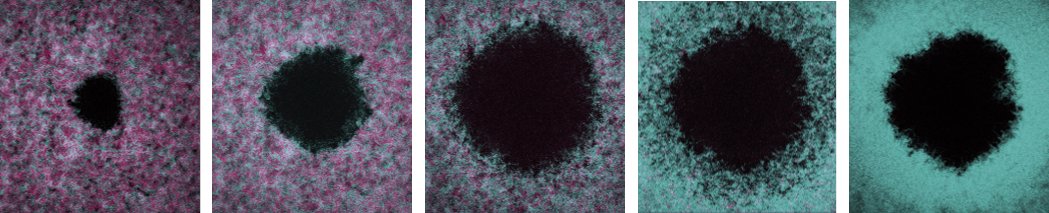 Ittt'sss out :-)
Bacteria elicit a phage tolerance response subsequent to infection of their neighbors
embopress.org/doi/full/10.15…