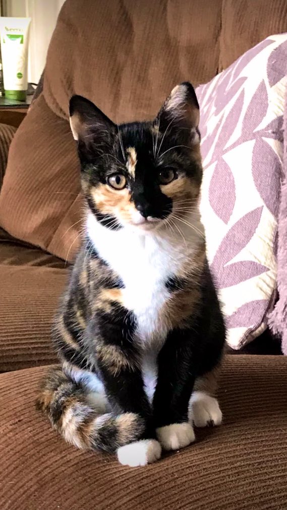 Olly_Lola21's tweet image. Aren’t I just so cute? #CatsOfTwitter