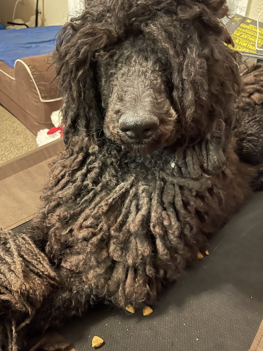 Cynthia20631238's tweet photo. Read about some of Nick’s early training! https://t.co/TEUCTeCxcq #servicedog #servicedogtraining #dogtraining #standardpoodle #poodle https://t.co/bPvhf6x1QY