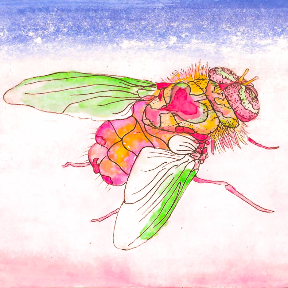 Szymon_Szyszko's tweet photo. Once again #friendlyfly goes on, bringing joy and happiness to surprised new owners! Stay ON!
#NFTCommmunity #NFTdrop #NFTGiveways #nft #polygonNFT https://t.co/BZzu2AVF2z