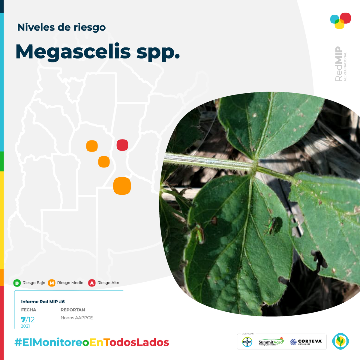 AAPPCE's tweet photo. #Soja 🌱🪲 #Megascelis spp. es otro de los insectos destacados en el último #InformeRedMIP.
Mirá el detalle zona a zona: https://t.co/XVrqM01I4M
#ElMonitoreoEnTodosLados #NodosAAPPCE https://t.co/g3Ly1QO4cp