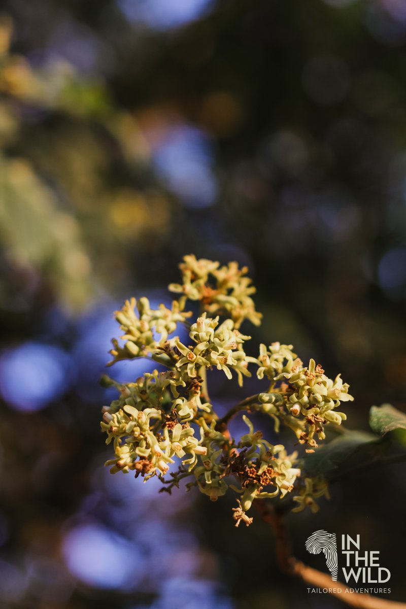 In The Wild tweet media