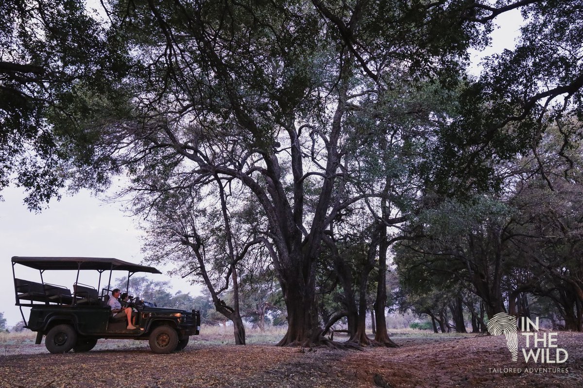 In The Wild tweet media