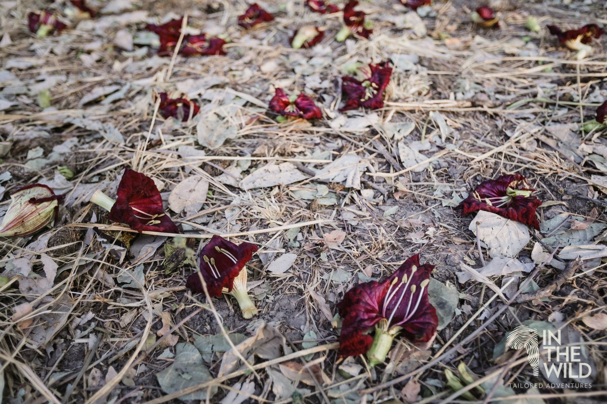 In The Wild tweet media