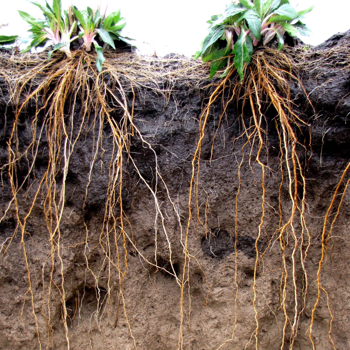 Now hiring new Lead Scientist, Soil Ecology, to advance work on ecological intensification of perennial grain agriculture &amp; evaluate ecosystem services associated with diverse #perennialgrain cropping systems. Apply now! #agtwitter #sciencetwitter #soil landinstitute.org/wp-content/upl…