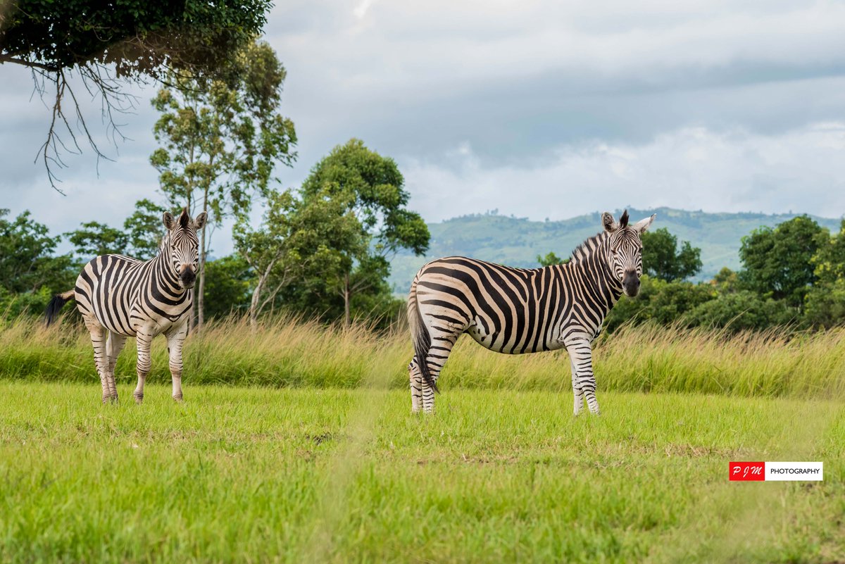 travel2malawi's tweet photo. Game Haven Lodge - a perfect getaway for you and your family. There is something for everyone.
Lodge, Game Park, Restaurant, Golf Course,Accommodation.
Located in Bvumbwe, Malawi.
https://t.co/7CU8VA39fm https://t.co/KRNhPS0Pn1