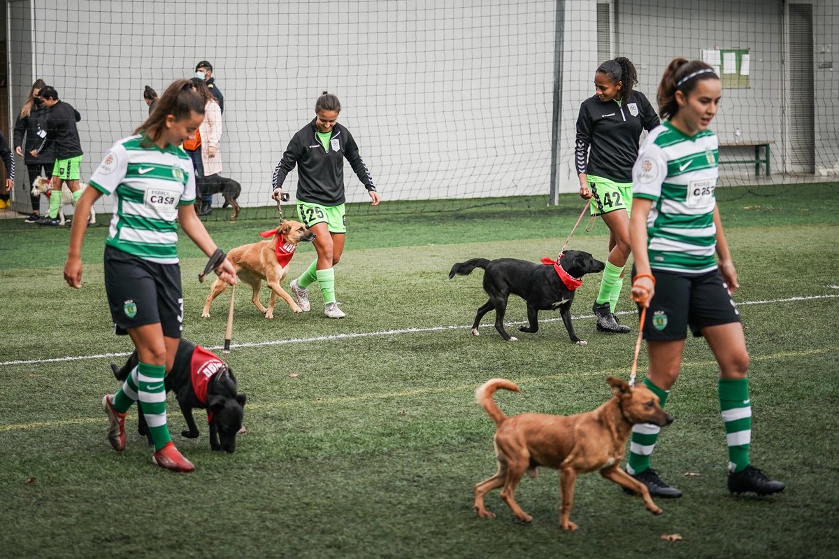 FutFemSCP's tweet photo. No jogo de hoje, com o Lank Vilaverdense, as duas equipas entraram em campo com cães da Associação para Defesa dos Animais e Ambiente de Vila Verde 🐕‍🦺

Bravo 👏 #FutFemSCP 
📸 Lank Vilaverdense https://t.co/a6xb6OppSm