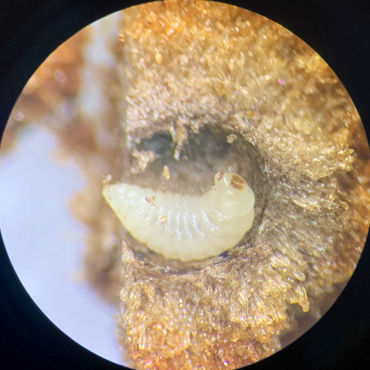 scottpegan's tweet image. Dissecting #wasp larvae out of #galls for a collaboration with @wasp_venom. Why do bugs that live in the dark have “eyes”? #WTFevolution?