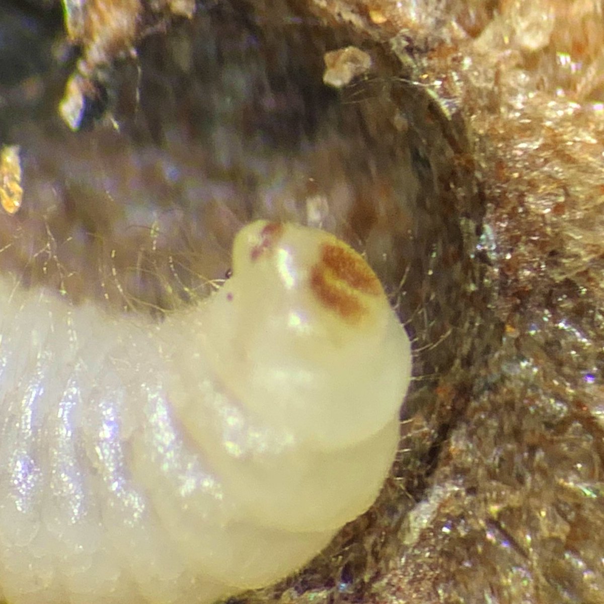 scottpegan's tweet image. Dissecting #wasp larvae out of #galls for a collaboration with @wasp_venom. Why do bugs that live in the dark have “eyes”? #WTFevolution?