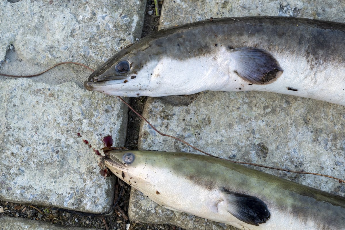 A major fish kill has occurred on the Lower River Shannon. Thousands of critically endangered #eels were killed last night passing through the turbines at the <a href="/ESBGroup/">ESB Group</a> Ardnacrusha hydroelectric station. They thought it would be safe to migrate during Storm Barra.