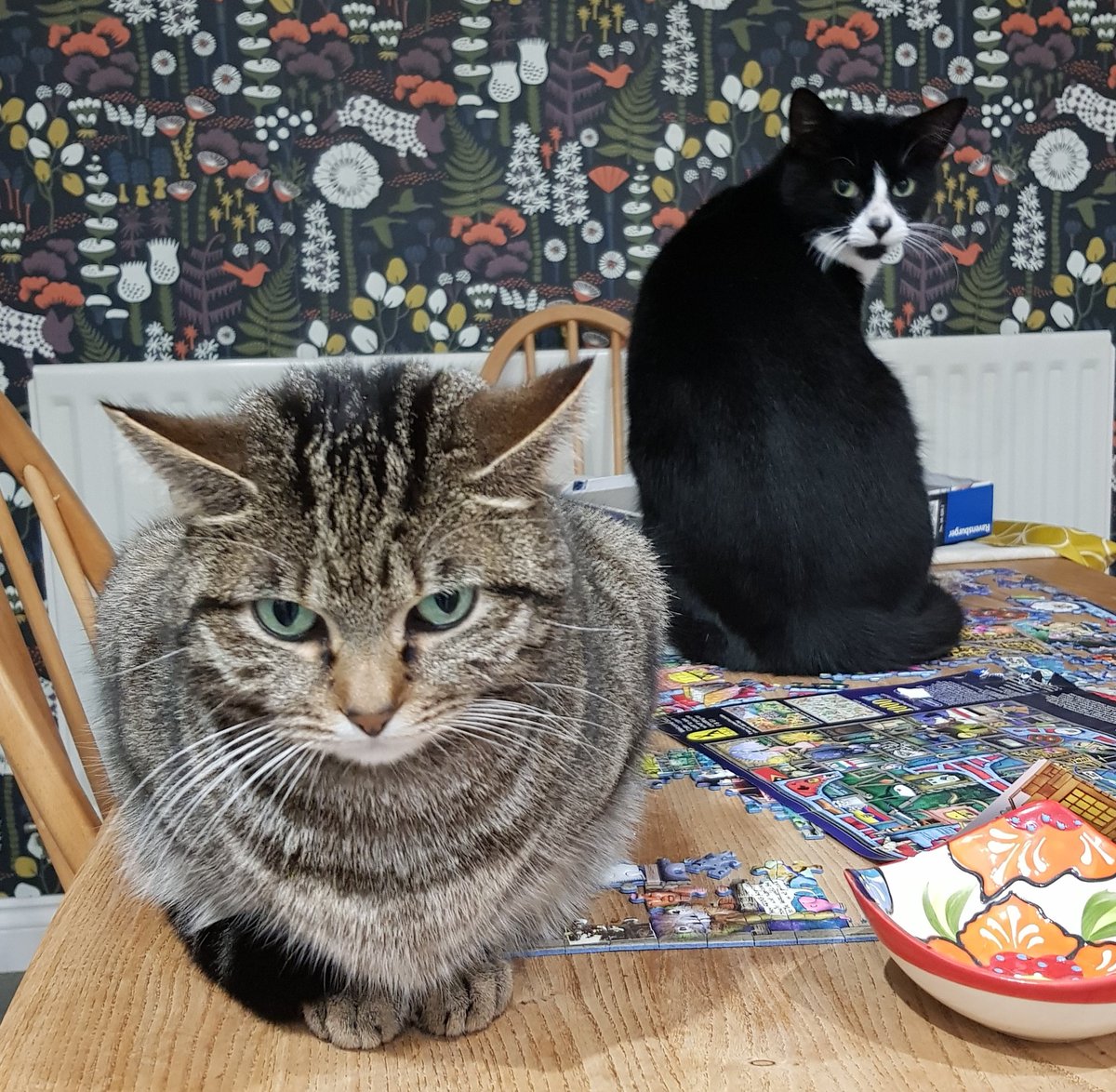 OdetteDewhurst's tweet photo. #CatStatus #FurryWeirdos https://t.co/8IXtgErSeP