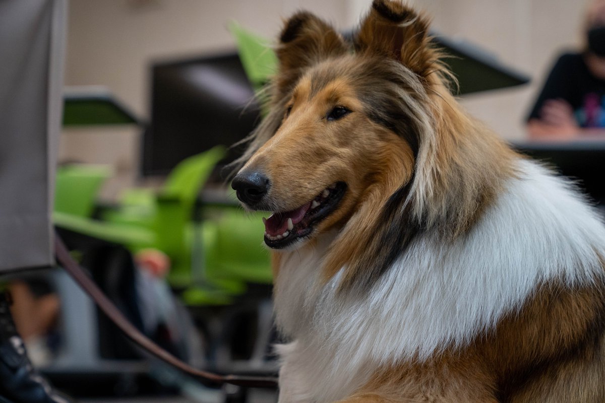 reveille's tweet photo. I can't believe it's already the last day of class! I had so much fun during my first semester of college at @TAMU!  ☺️📚 https://t.co/VJFdNN9pwH