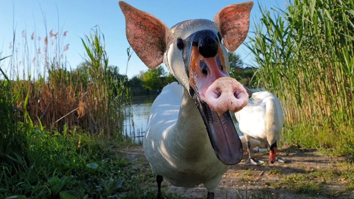 emwallet1's tweet photo. swan sounds like a pig - swanpig https://t.co/6E4kCUEak6 via @YouTube https://t.co/DMJo3T0xVP