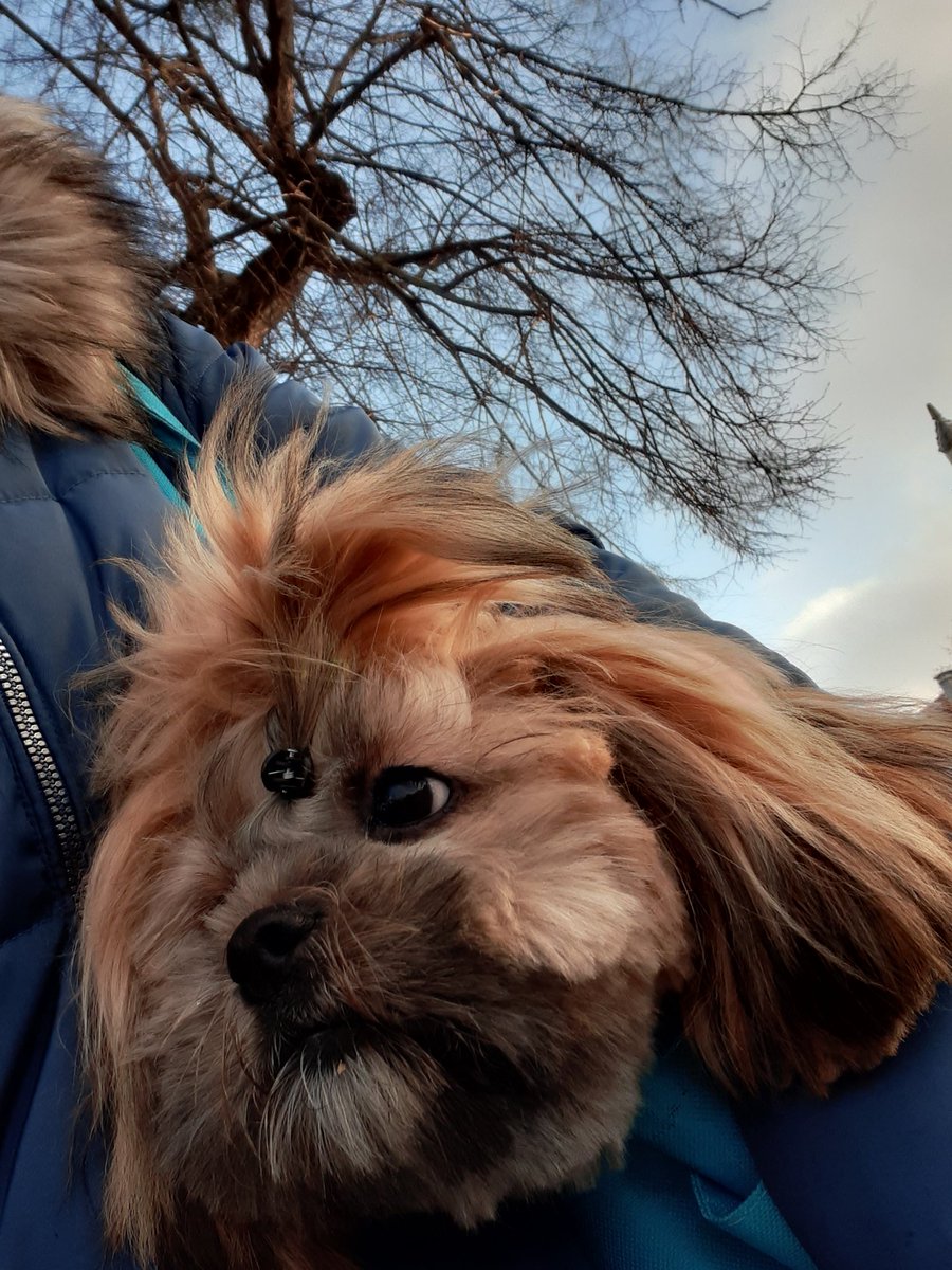 #spacerzpsem #lovedog #smolldog #photographylovers #photopassion #okiemobiektywu #właśnieolsztyn #poprostuwarmia #amateurphotography #joannaniew