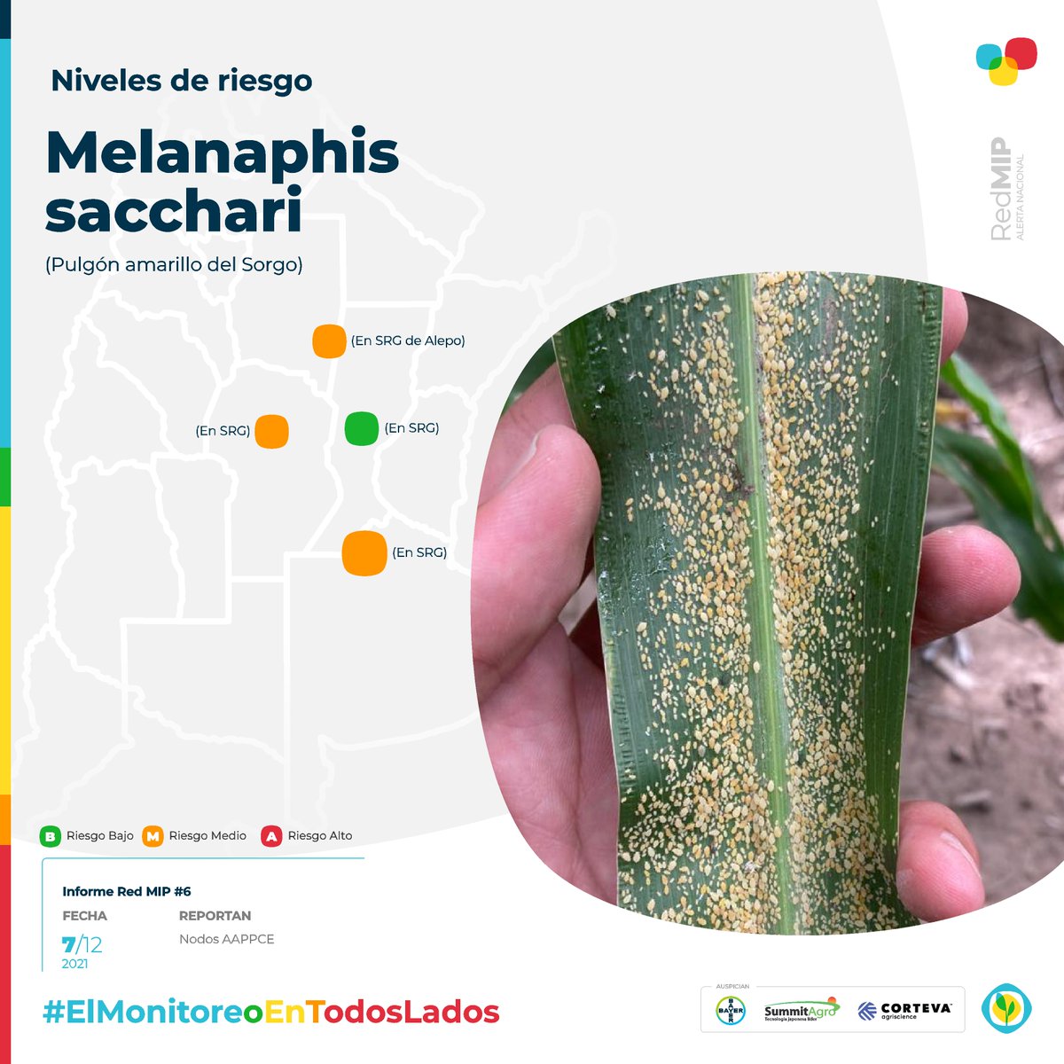 AAPPCE's tweet photo. 🟡🌿 Situación del #PulgónAmarillo del #Sorgo según los monitoreos de los #NodosAAPPCE.
Más info 👉 https://t.co/XVrqLZK6Gc
#ElMonitoreoEnTodosLados #InformRedMIP https://t.co/nJorhZkfU0